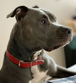 Close-up of a dog looking away