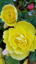 Close-up of yellow rose blooming outdoors