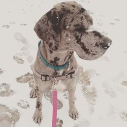 Dog looking at snow covered landscape during winter