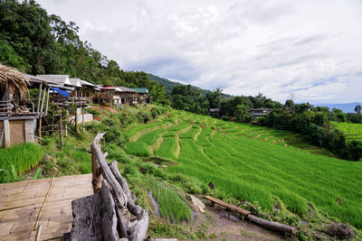 Panoramic shot of trees and houses against sky
