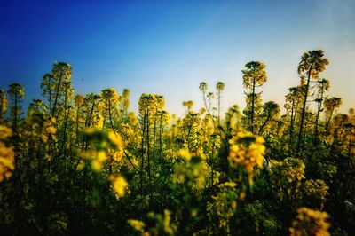 Yellow flowering plants on field against sky