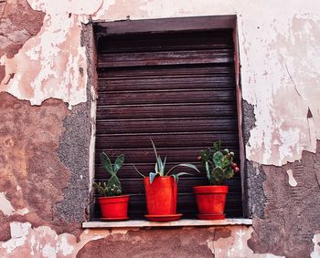 Potted plant on window sill against building