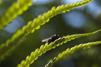 Close-up side view of fly on leaf