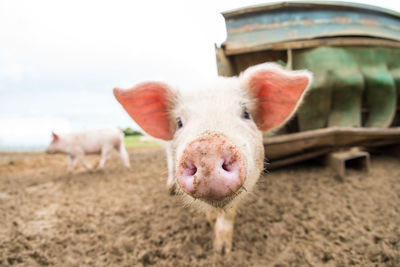 Close-up portrait of a pig