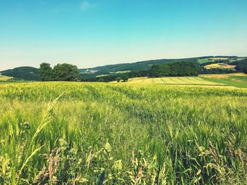 Scenic view of wheat field against clear sky