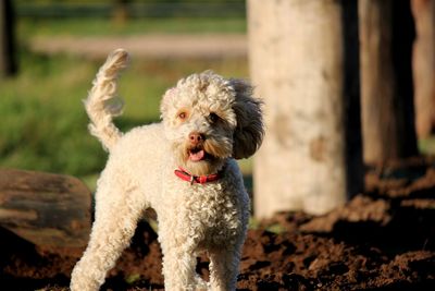 Portrait of dog standing on field near a fence post