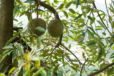 Low angle view of fruits hanging on tree