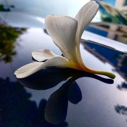 Close-up of flowering plant