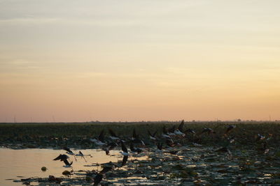 View of birds on land against sky during sunset