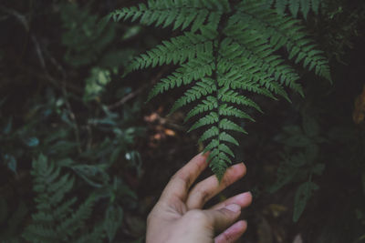Cropped image of person holding plant leaf at park