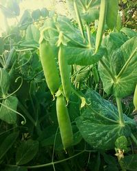 Close-up of vegetables