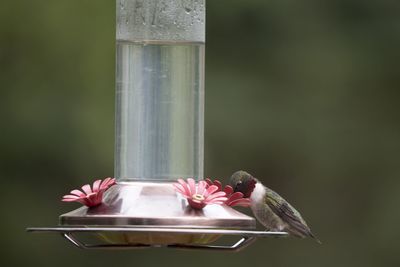 Close-up of bird perching on wooden post