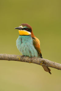 Close-up of bird perching on branch