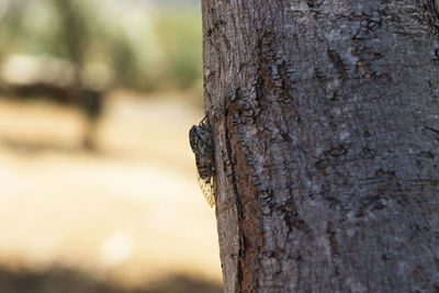 Close-up of tree trunk