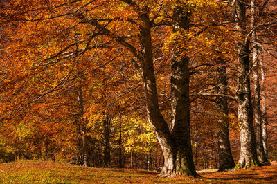 View of trees in the forest during autumn