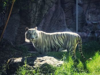 Cat in a zoo