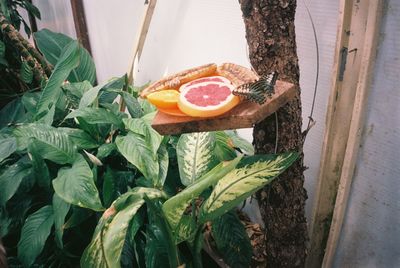 High angle view of fruits growing on plant