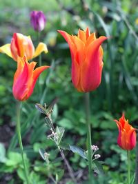 Close-up of red tulips on field