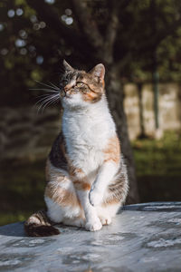 Curious and playful look of three colorful house cats standing on a table.