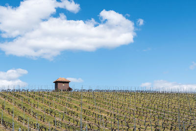 Scenic view of agricultural field against sky