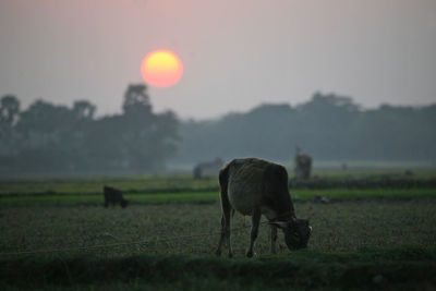 Sunset in sundarbans, west bengal, india