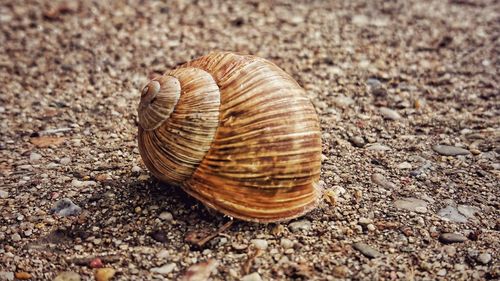 Close-up of snail on land