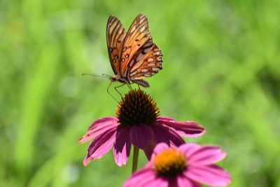 Close-up of butterfly pollinating on pink flower