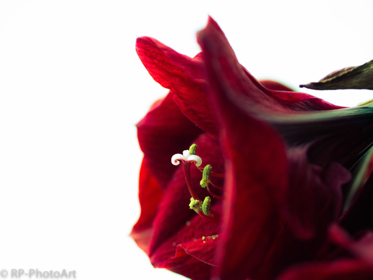 flower, red, petal, studio shot, white background, fragility, close-up, flower head, freshness, copy space, clear sky, beauty in nature, nature, focus on foreground, growth, pink color, blooming, no people, single flower, rose - flower