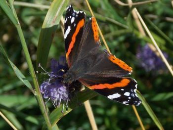 Butterfly perching on flower