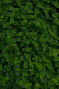 Full frame shot of fresh green leaves