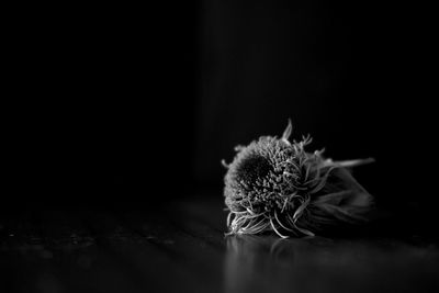 Close-up of flower on table