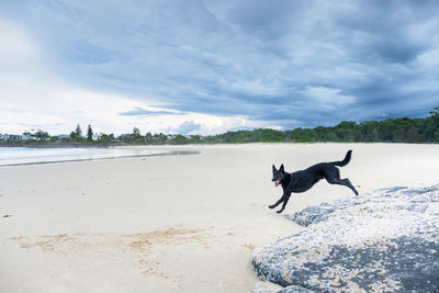 Dog running on beach