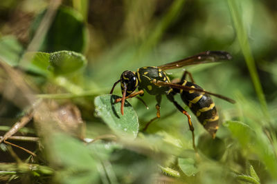 Close-up of insect on plant