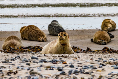 View of sheep on beach