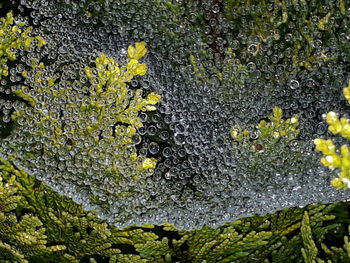 Close-up of moss growing on tree trunk