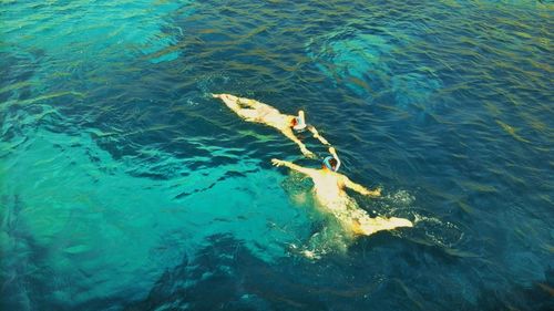 High angle view of turtle swimming in sea