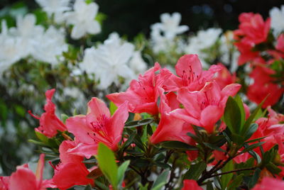 Close-up of red flowering plants