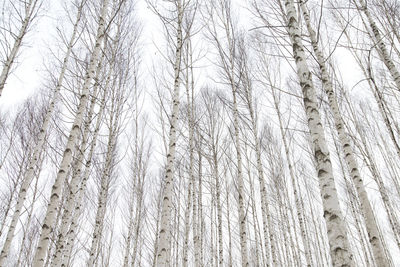 Full frame shot of tree trunks in forest