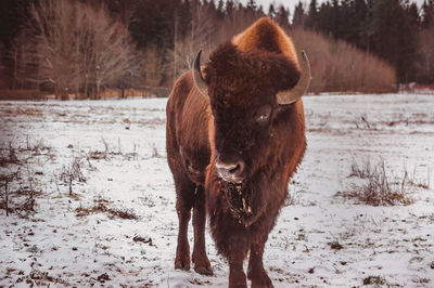 Close-up of pig standing on field