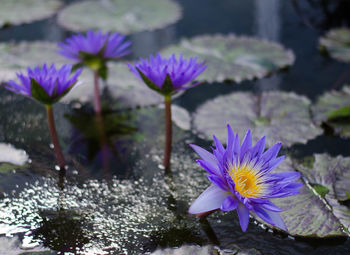 Close-up of water lily