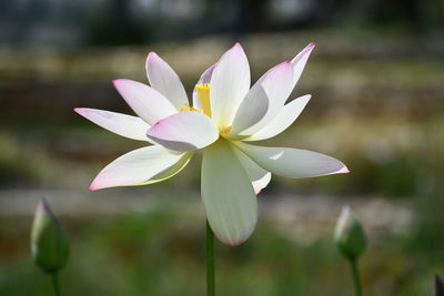 Close-up of purple water lily