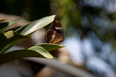 Close-up of butterfly on plant