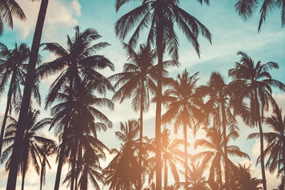 Low angle view of coconut palm trees against sky during sunset