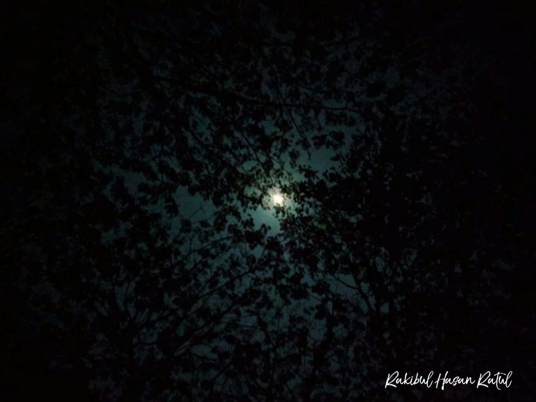 night, moon, plant, sky, tree, low angle view, nature, beauty in nature, no people, full moon, illuminated, moonlight, outdoors, dark, space, astronomy, tranquility, growth, branch, lighting equipment, planetary moon