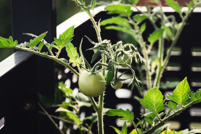 Close-up of fresh green plant