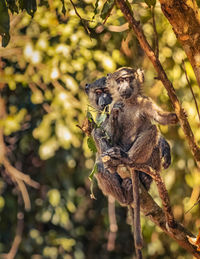 Close-up of monkeys on tree