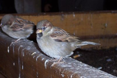 Close-up of bird perching on wood