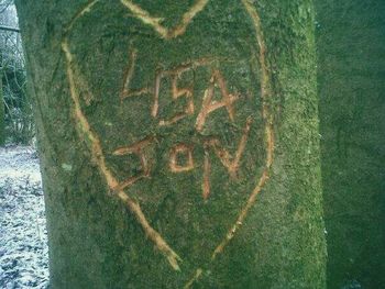 Close-up of tree trunk