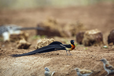 Close-up of bird