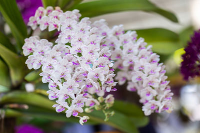 Close-up of pink flowering plant